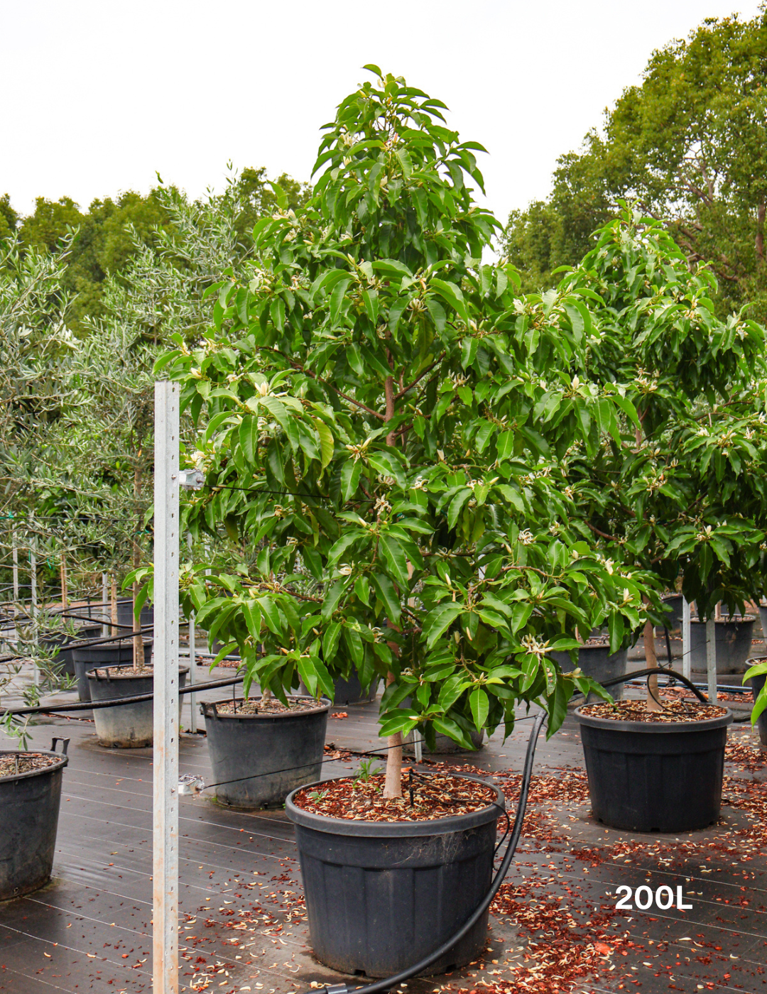 Champaca Tree High Michelia alba – White Champaca | Evergreen Trees Direct