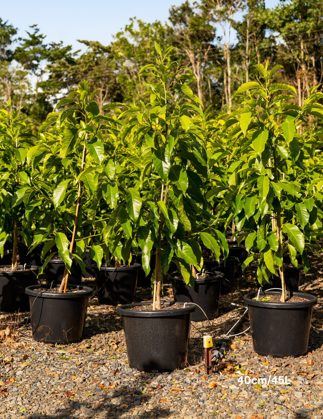 Michelia alba – White Champaca - Evergreen Trees Direct