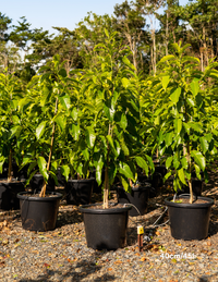 Michelia alba | White Champaca Fragrant Tree