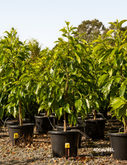 Michelia alba – White Champaca - Evergreen Trees Direct