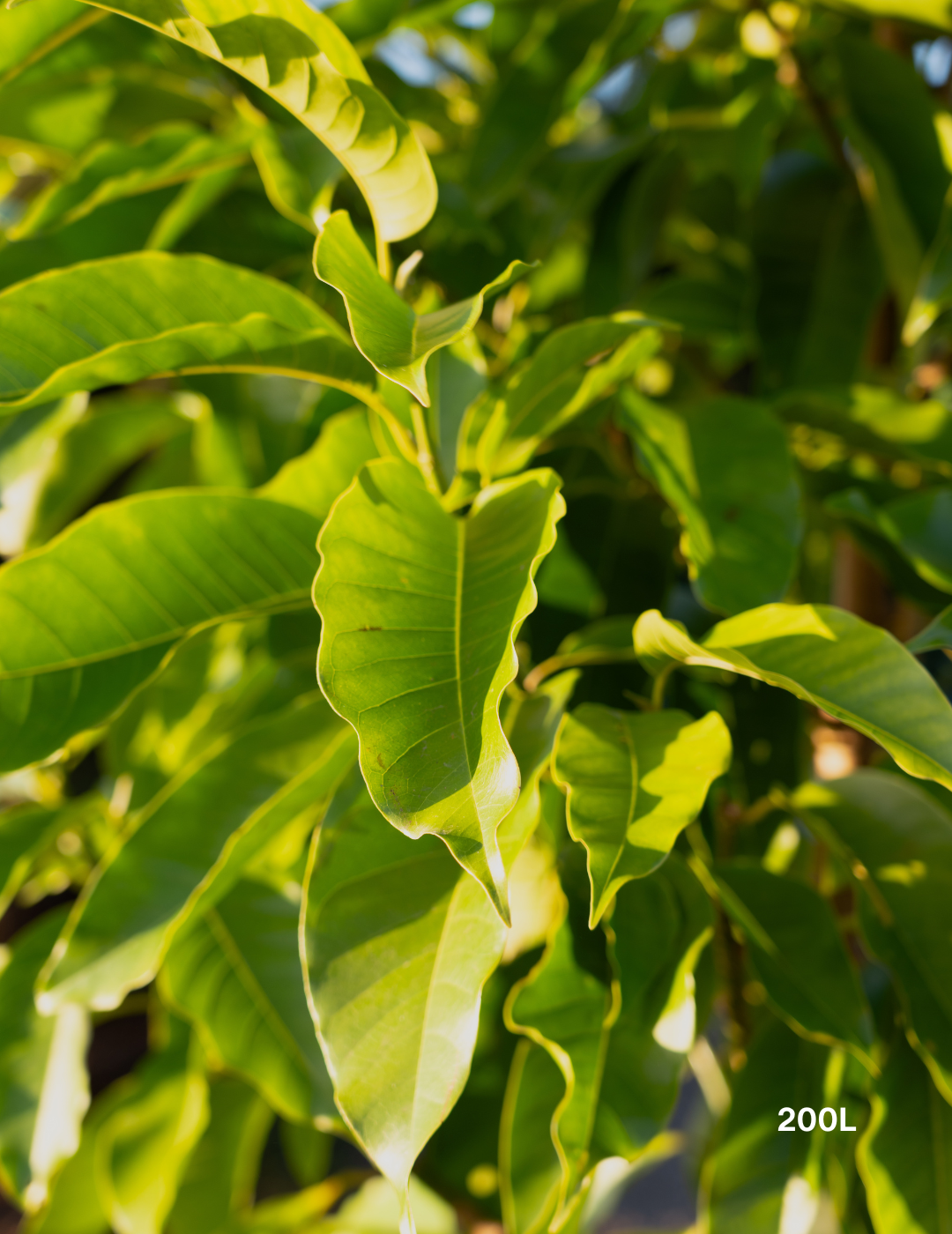 Michelia alba – White Champaca