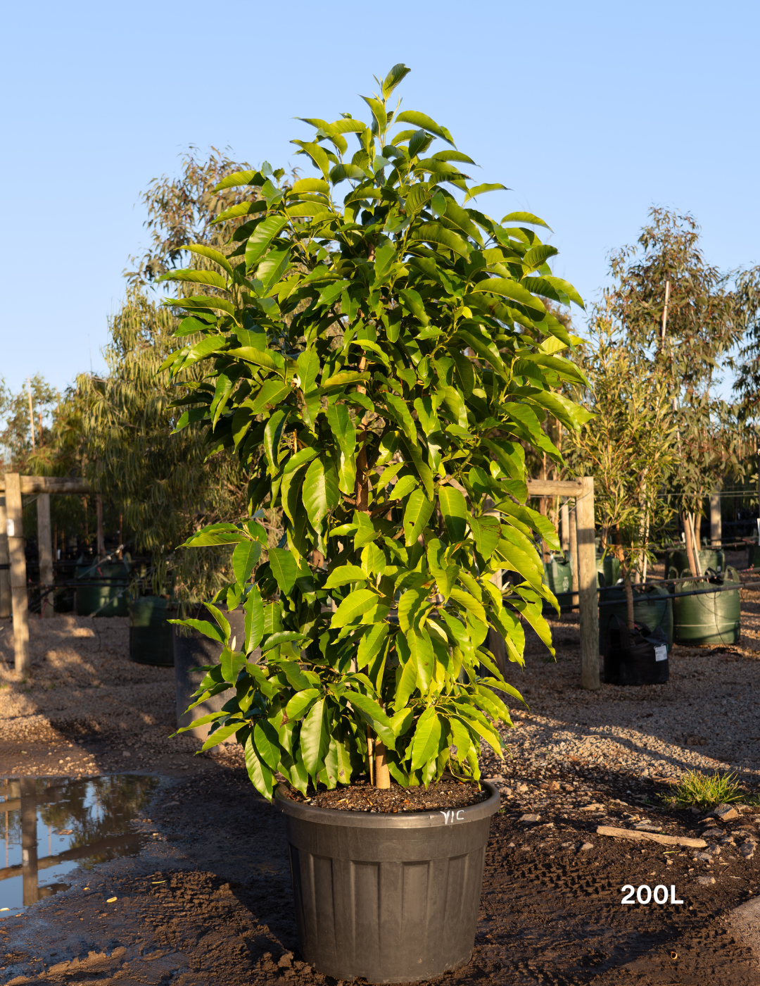 Michelia alba – White Champaca