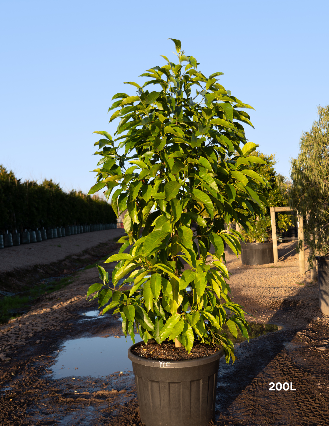 Michelia alba – White Champaca - Evergreen Trees Direct