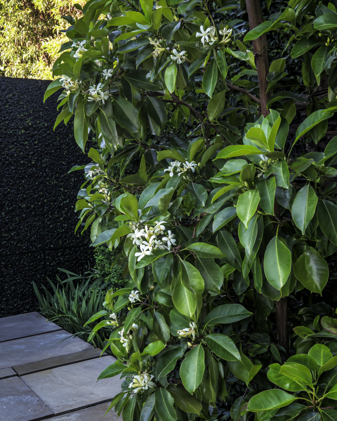 Evergreen Trees Direct