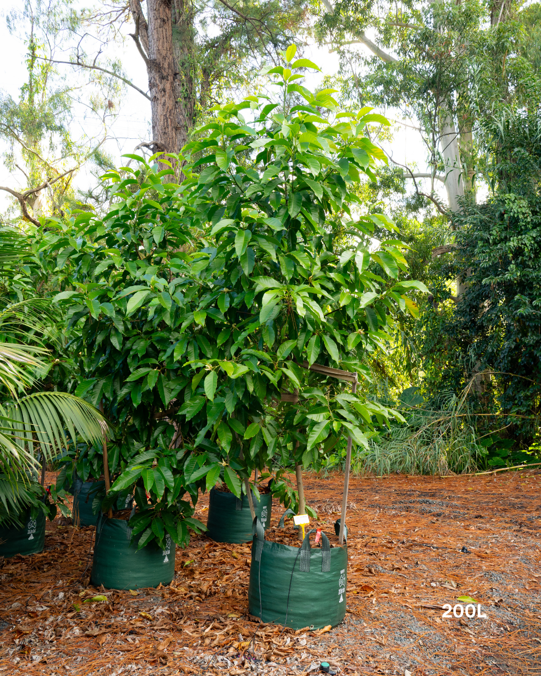 Michelia alba – White Michelia Fragrant Tree