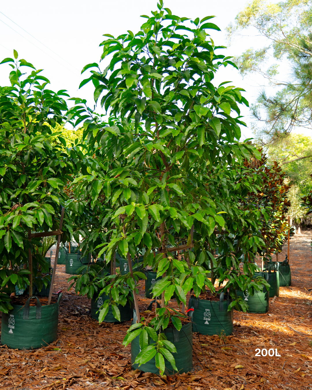 Michelia alba – White Michelia Fragrant Tree