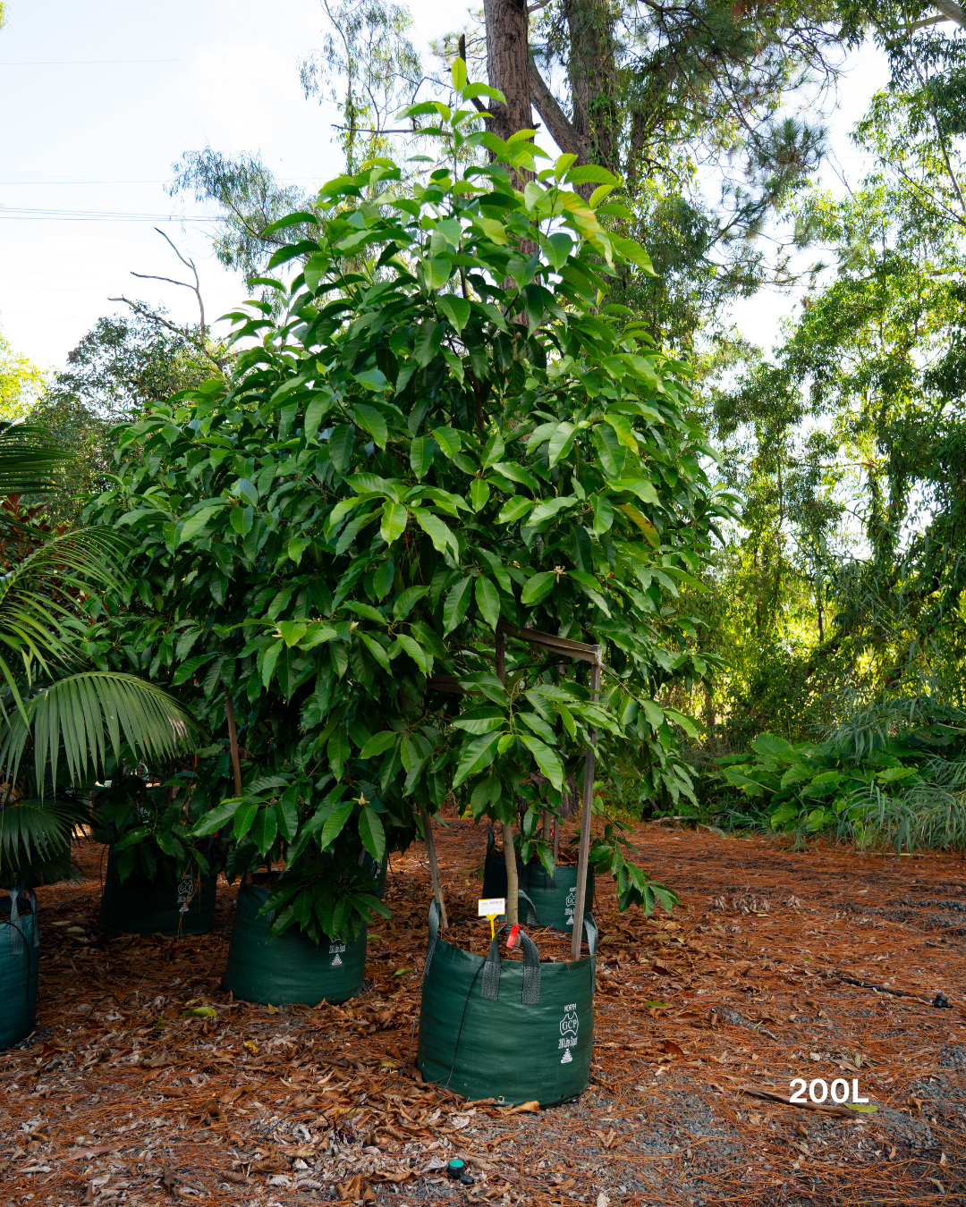 Michelia alba – White Michelia Fragrant Tree