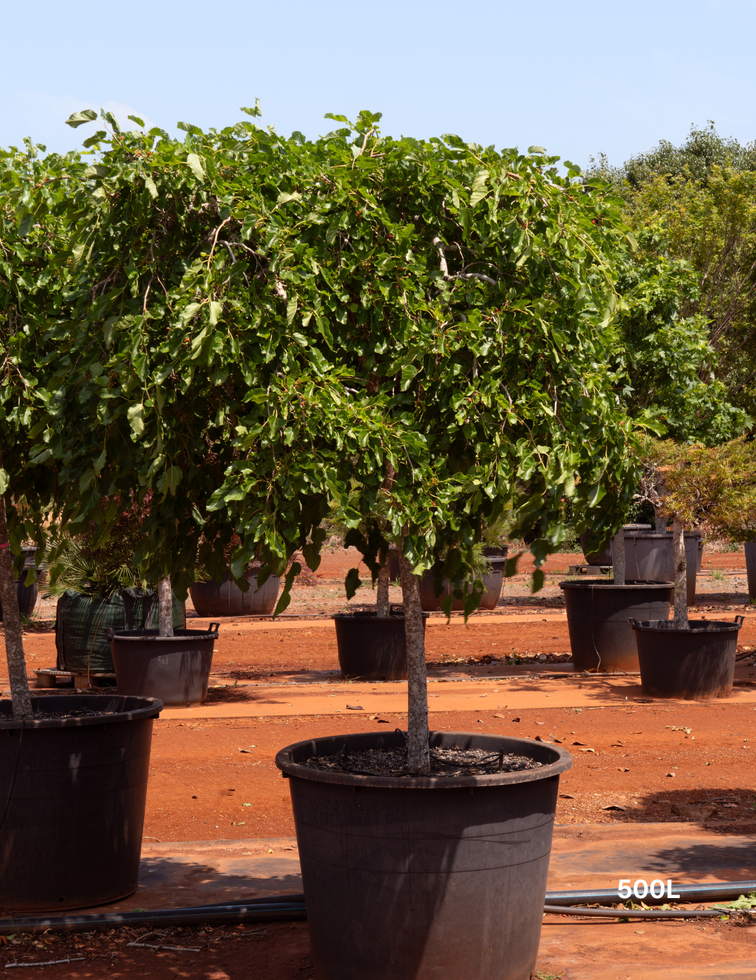 Morus nigra Black Mulberry