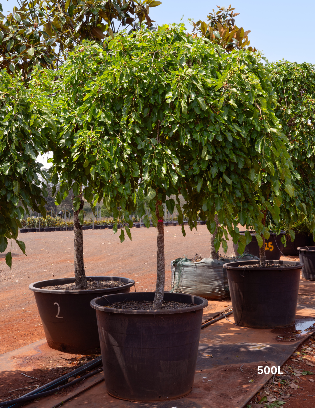 Morus nigra Black Mulberry