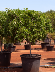 Morus nigra Black Mulberry