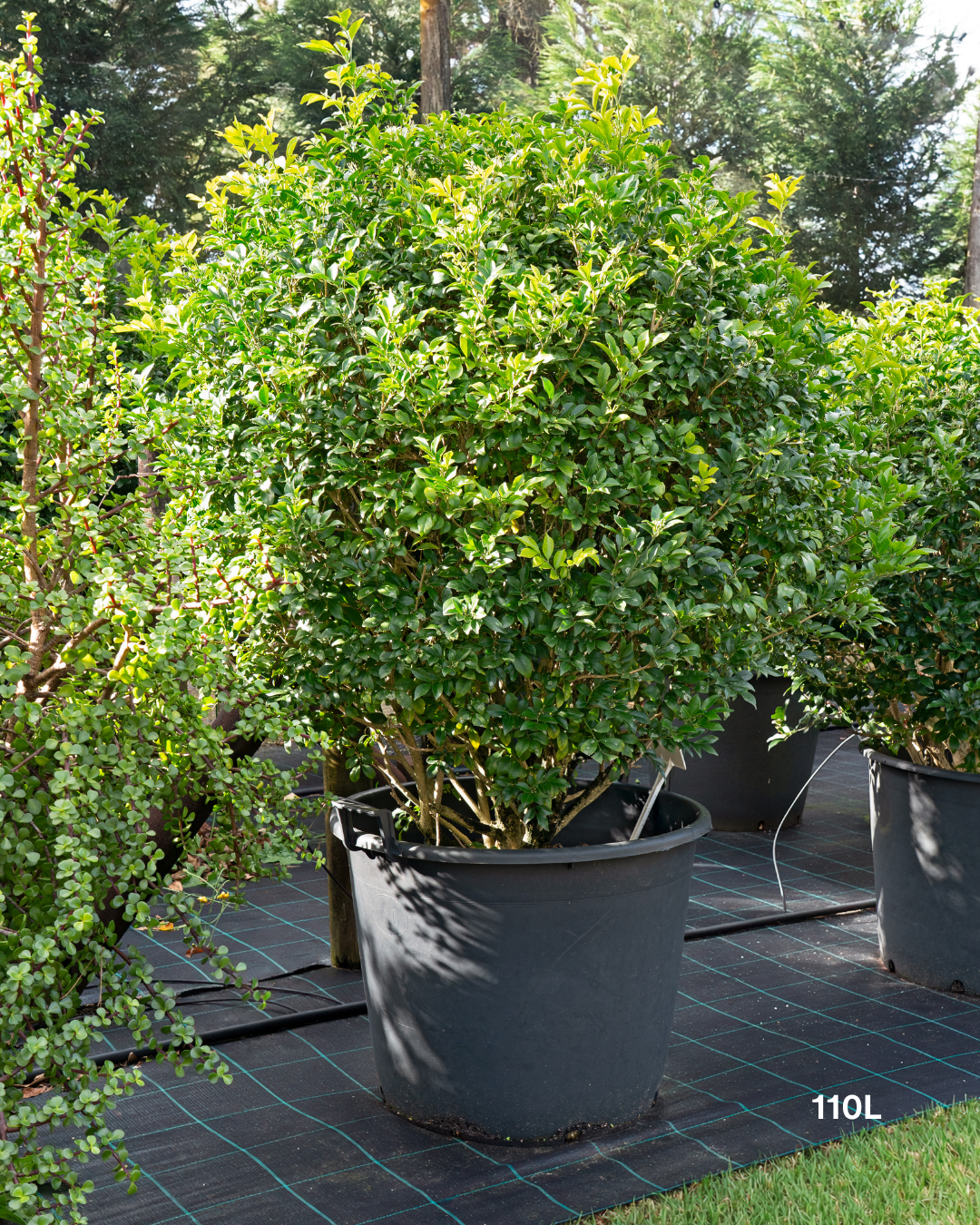 Murraya paniculata Orange Jasmine