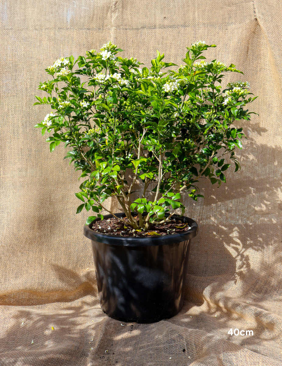 Murraya paniculata (Orange Jasmine) Evergreen Trees Direct