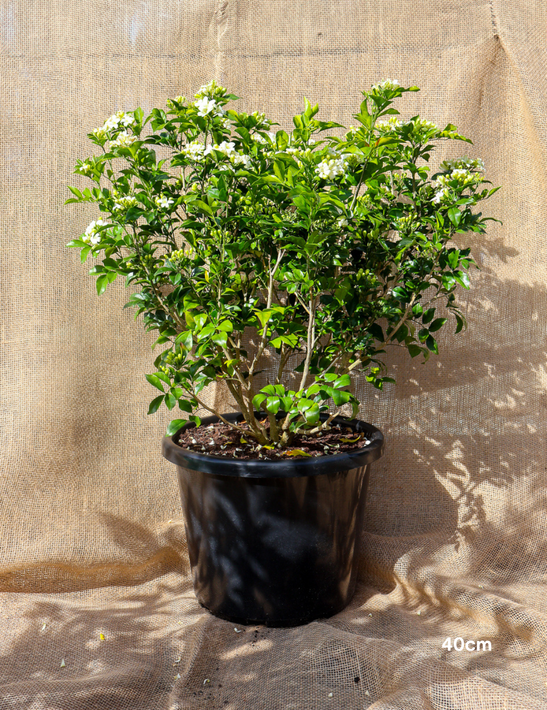 Murraya paniculata