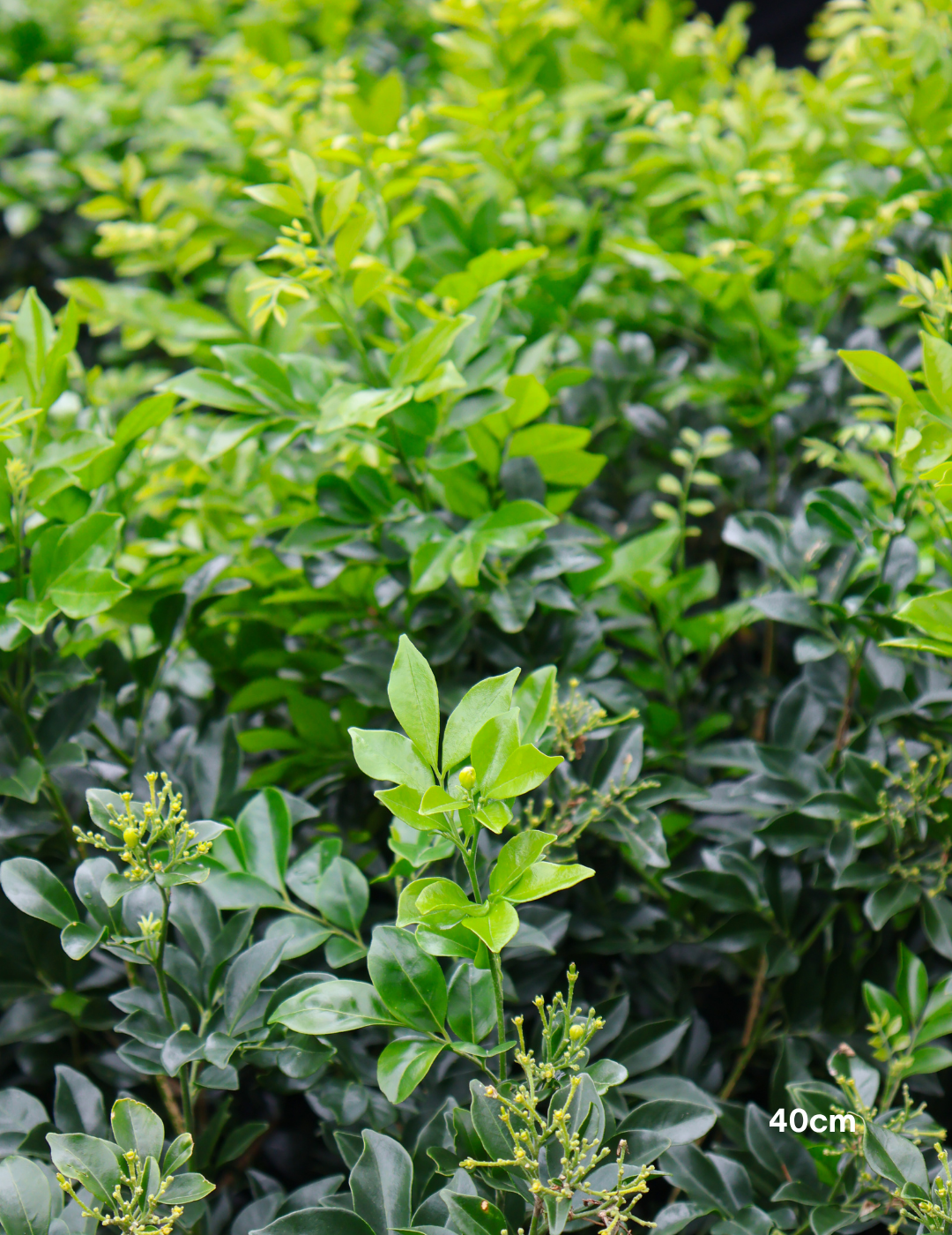 Murraya paniculata - Orange Jasmine - Evergreen Trees Direct