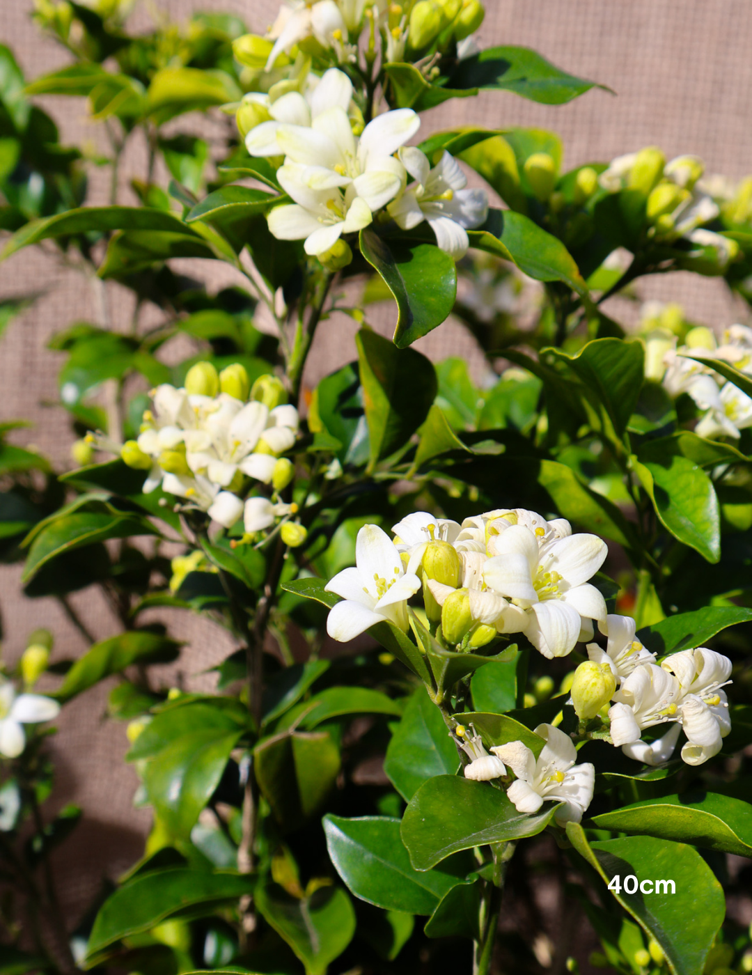 Murraya paniculata - Orange Jasmine - Evergreen Trees Direct