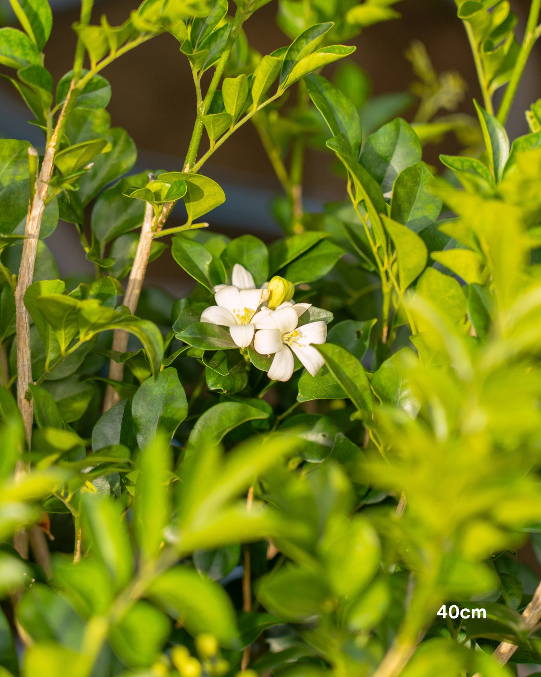 Murraya paniculata Orange Jasmine