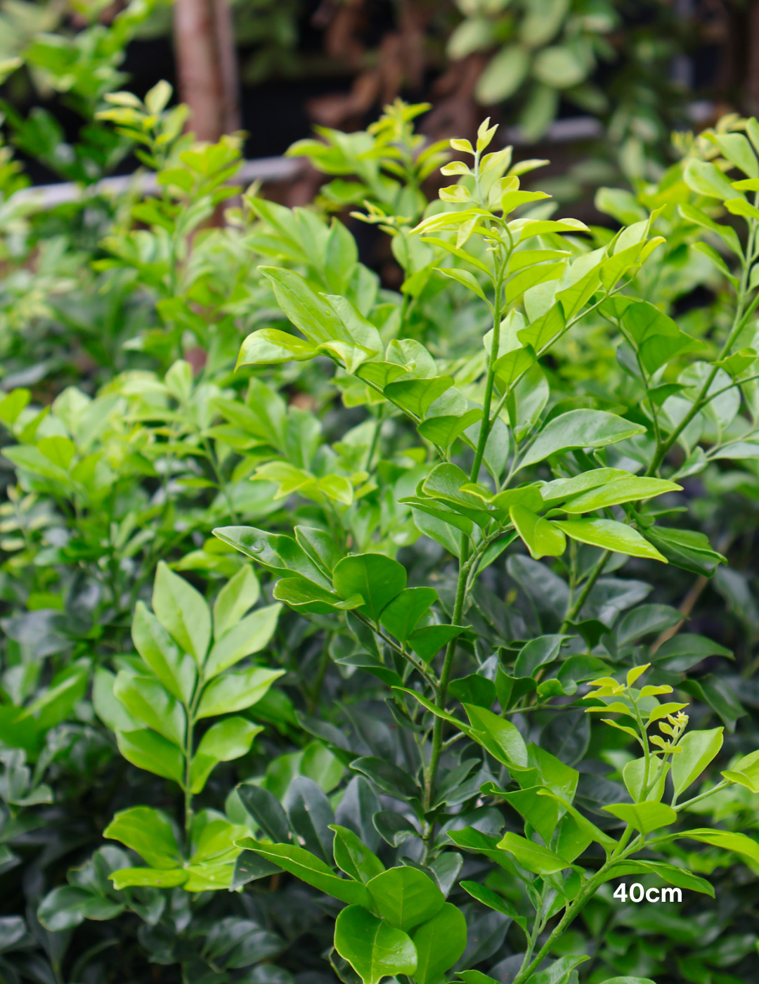Murraya paniculata - Orange Jasmine - Evergreen Trees Direct
