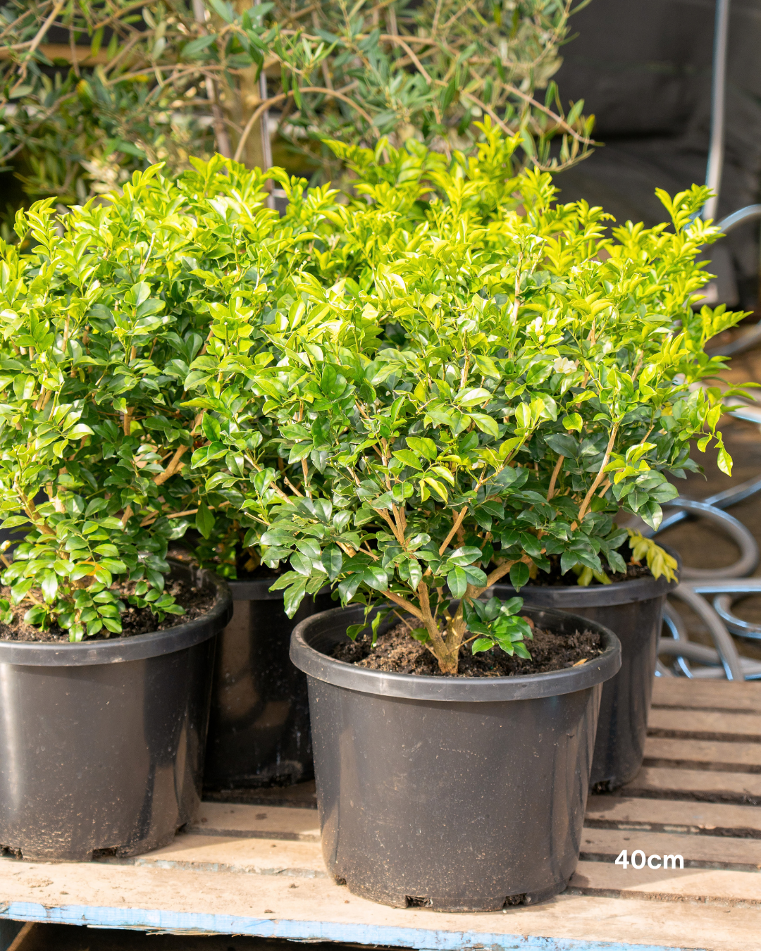 Murraya paniculata Orange Jasmine