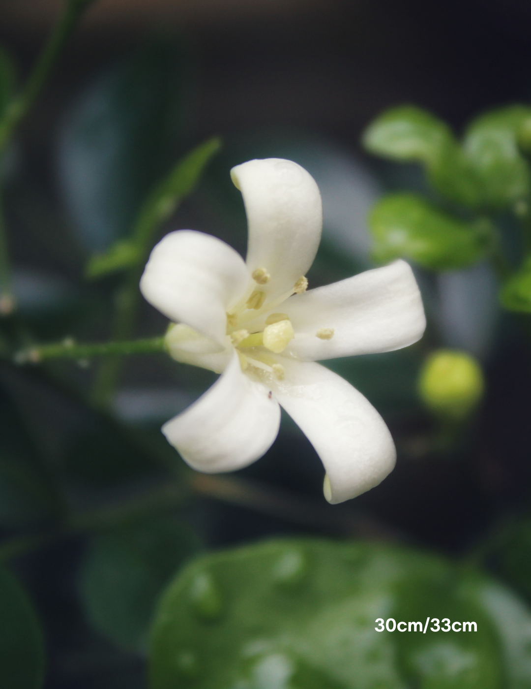 Murraya paniculata - Evergreen Trees Direct