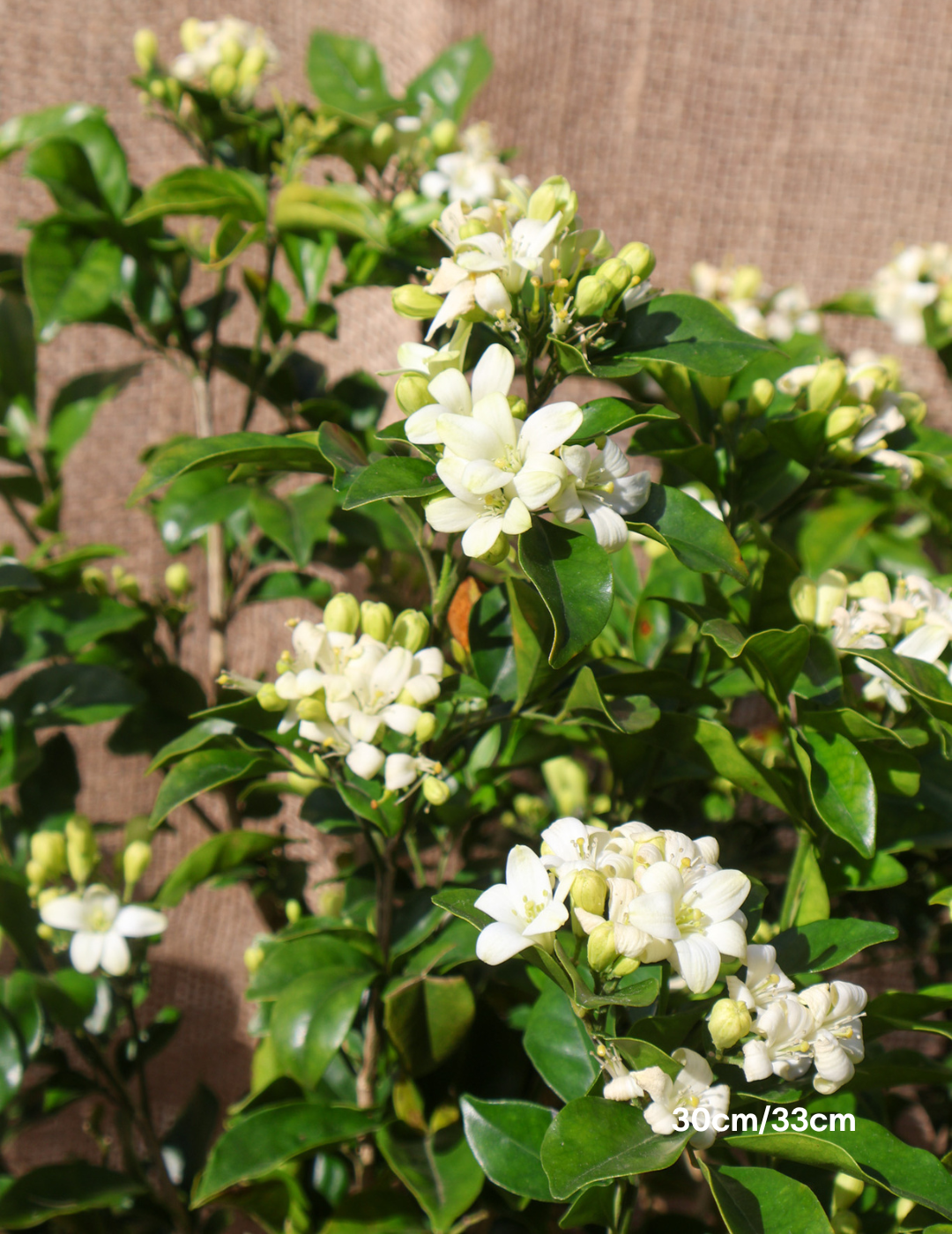 Murraya paniculata - Evergreen Trees Direct