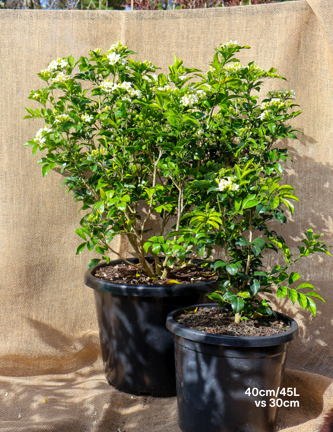 Murraya paniculata - Evergreen Trees Direct