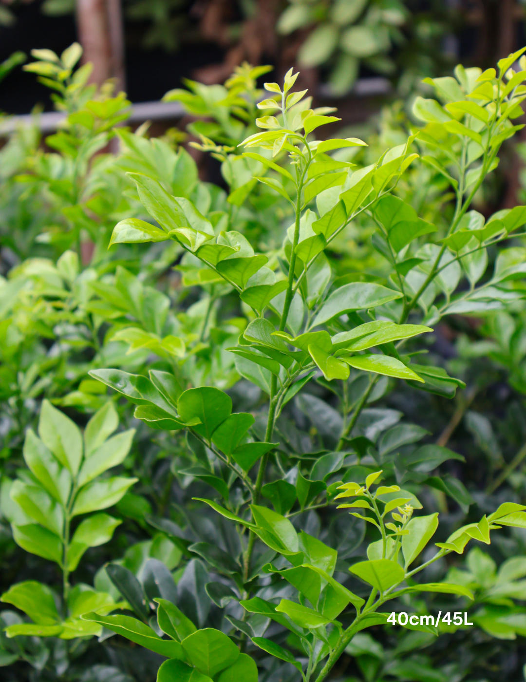 Murraya paniculata - Evergreen Trees Direct