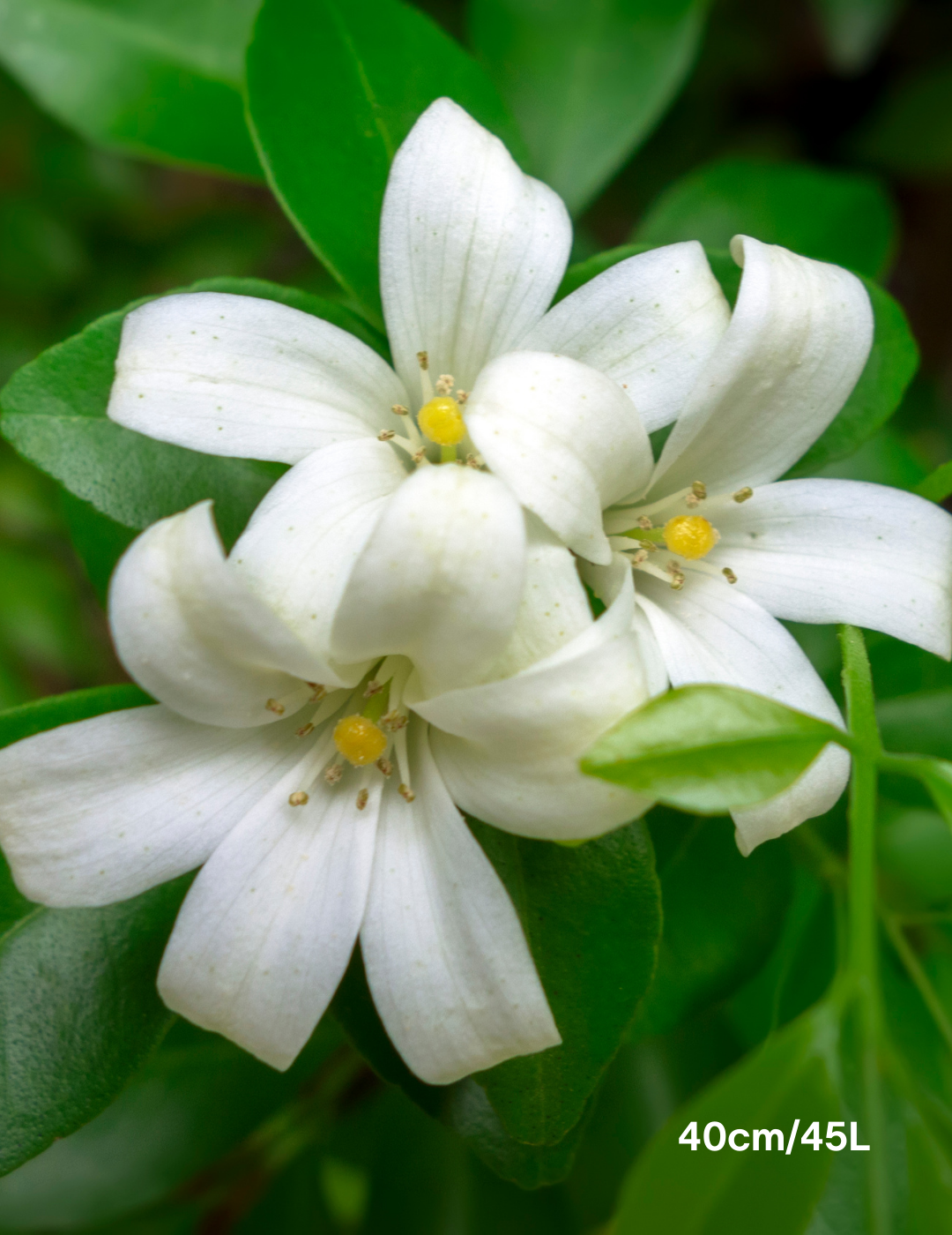 Murraya paniculata - Evergreen Trees Direct