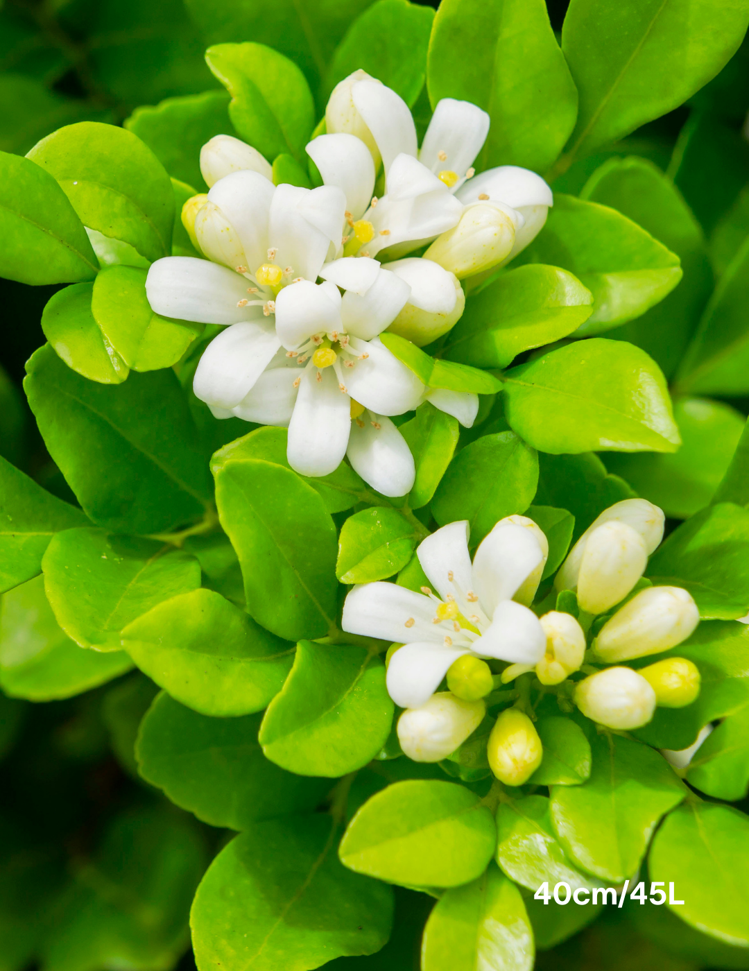 Murraya paniculata - Evergreen Trees Direct