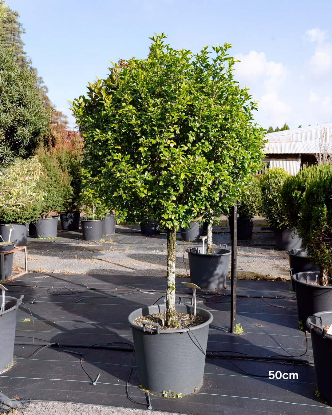 Murraya paniculata Orange Jasmine
