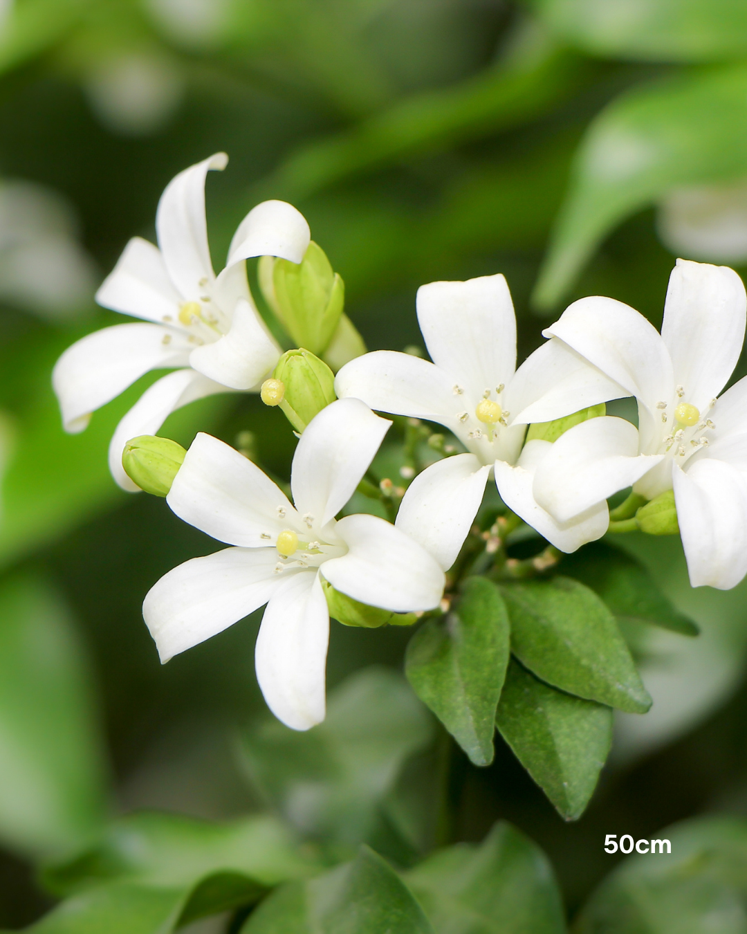 Murraya paniculata Orange Jasmine