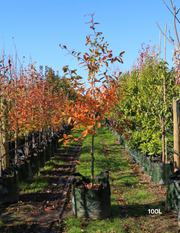 Nyssa sylvatica (Black Tupelo) - Evergreen Trees Direct