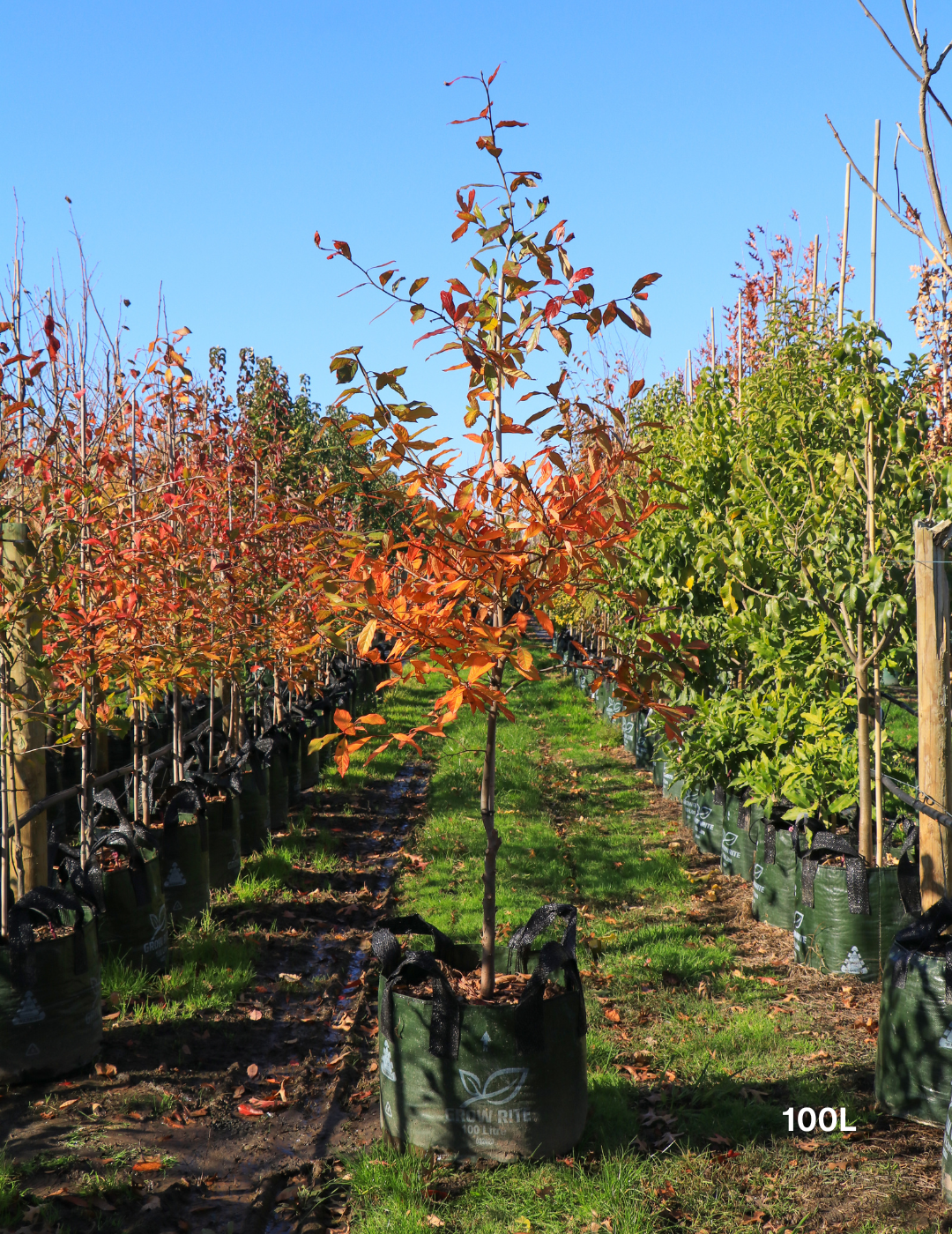 Nyssa sylvatica (Black Tupelo) - Evergreen Trees Direct