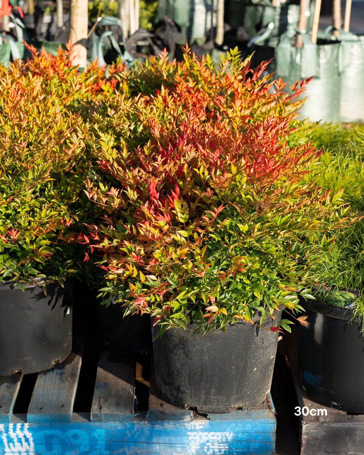 Nandina 'Moon Bay'