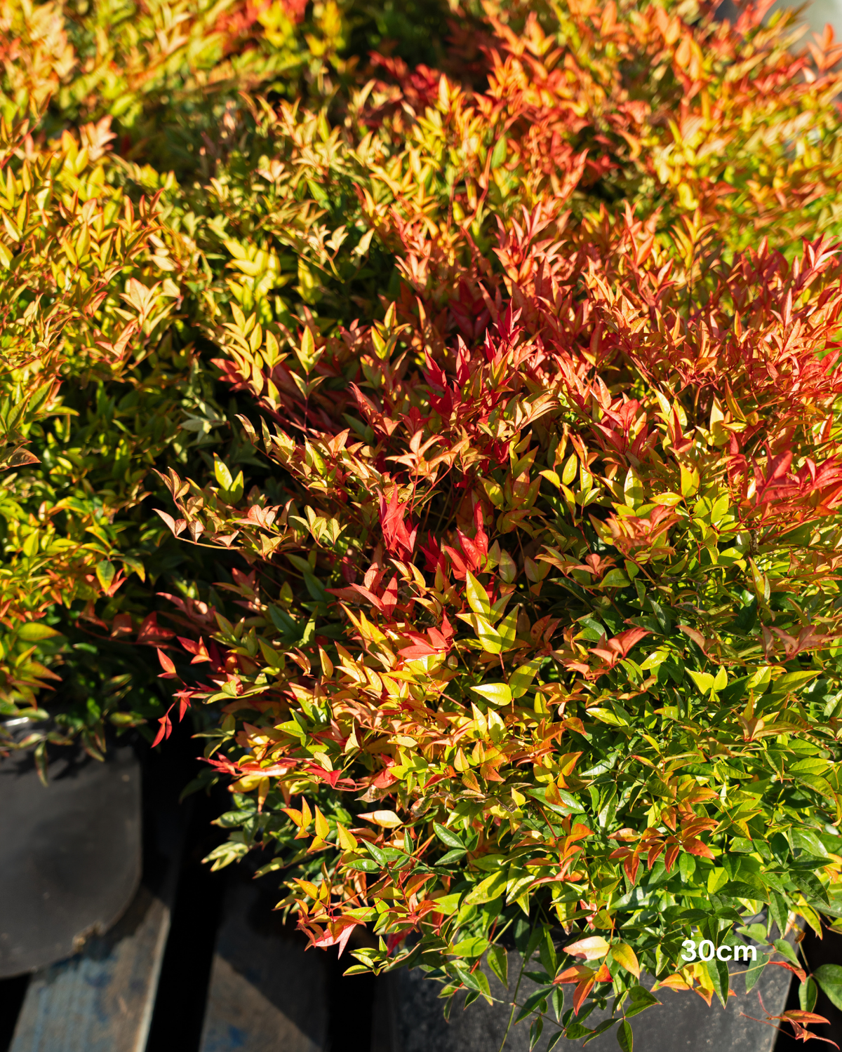 Nandina 'Moon Bay'