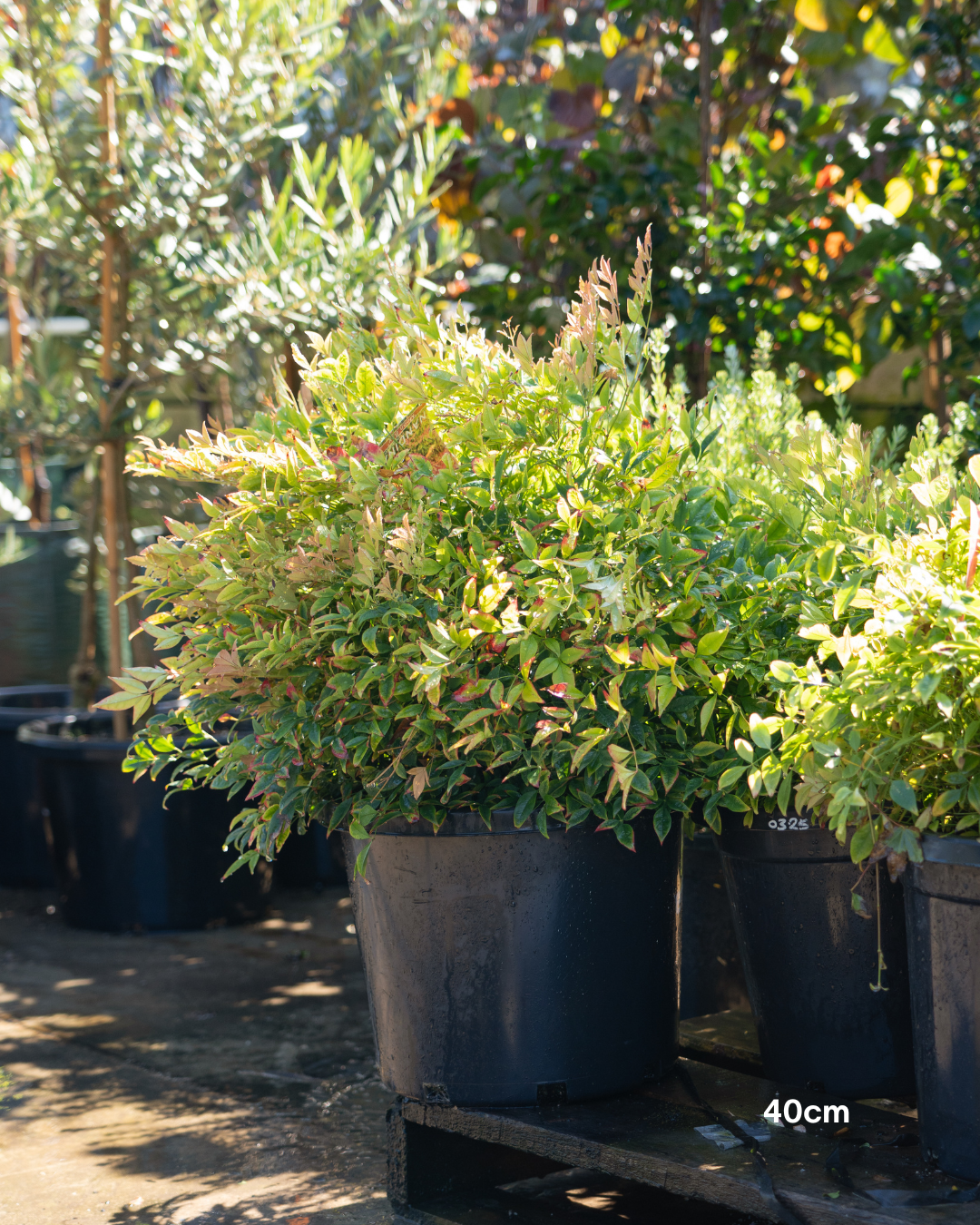 Nandina 'Moon Bay' - Sale - Evergreen Trees Direct