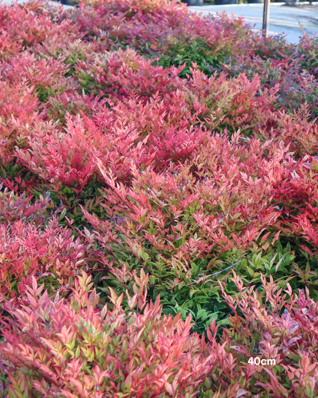Nandina 'Moon Bay' - Sale - Evergreen Trees Direct