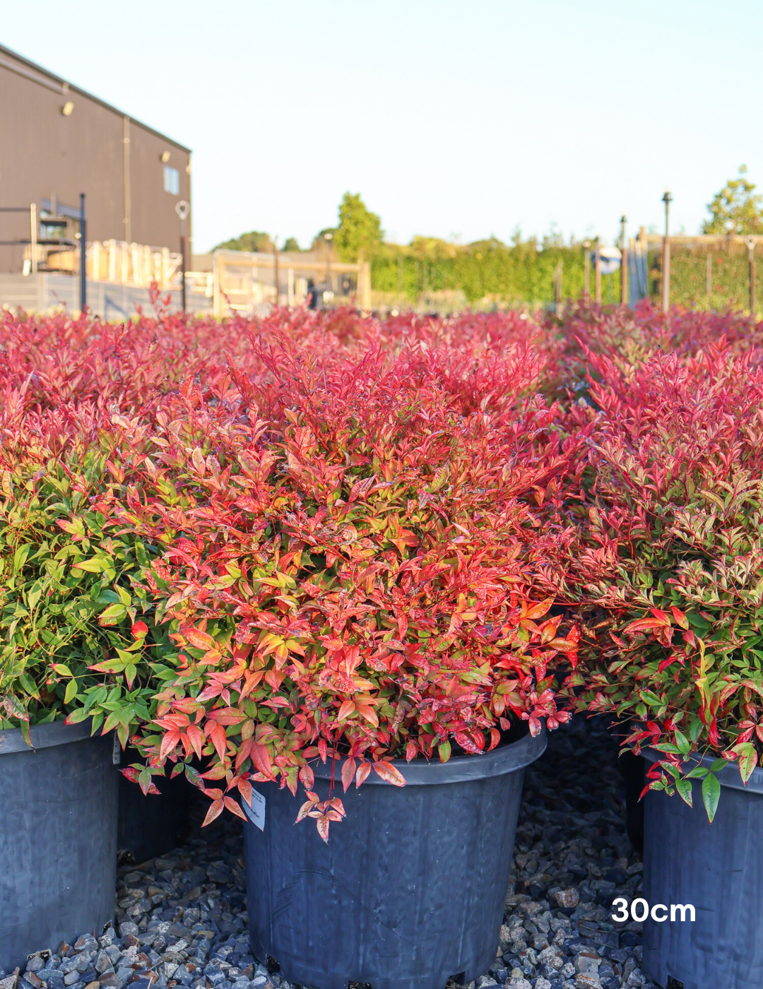 Nandina 'Moon Bay' - Evergreen Trees Direct