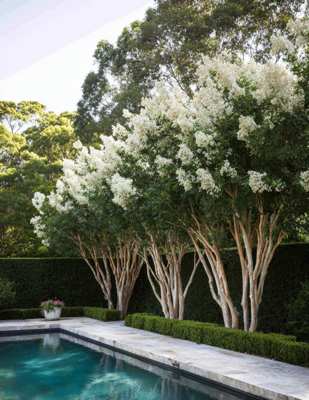 Lagerstroemia indica 'Natchez' (White) - Crepe Myrtle