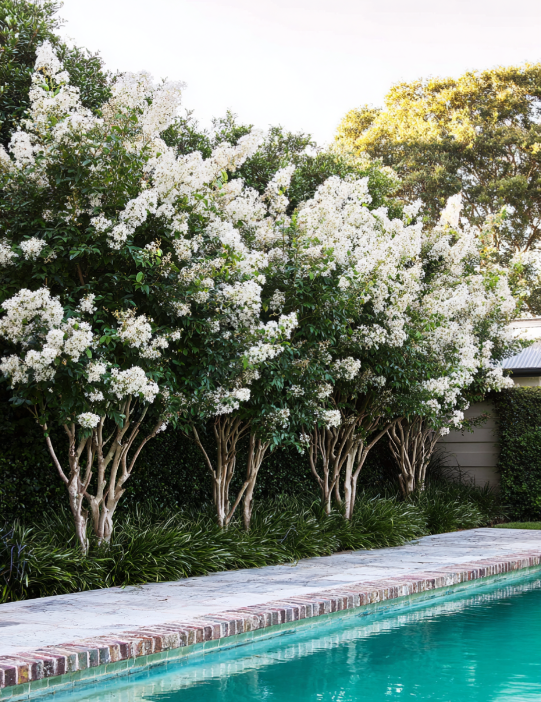 Lagerstroemia indica 'Natchez' (White) - Crepe Myrtle