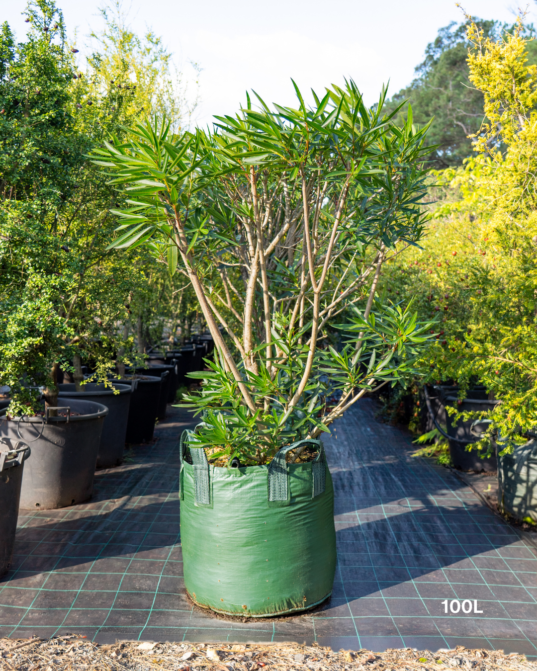 Nerium oleander 'Ruby Embers' – Ruby Embers Oleander