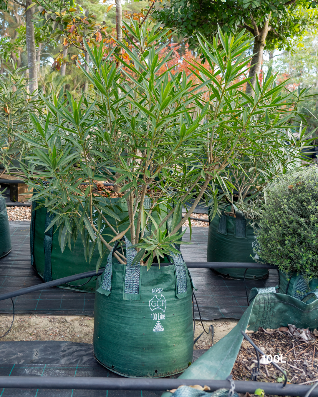 Nerium oleander 'Ruby Embers' – Ruby Embers Oleander