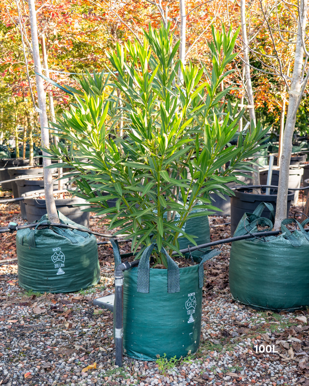 Nerium oleander 'Ruby Embers' – Ruby Embers Oleander