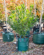 Nerium oleander 'Ruby Embers' – Ruby Embers Oleander
