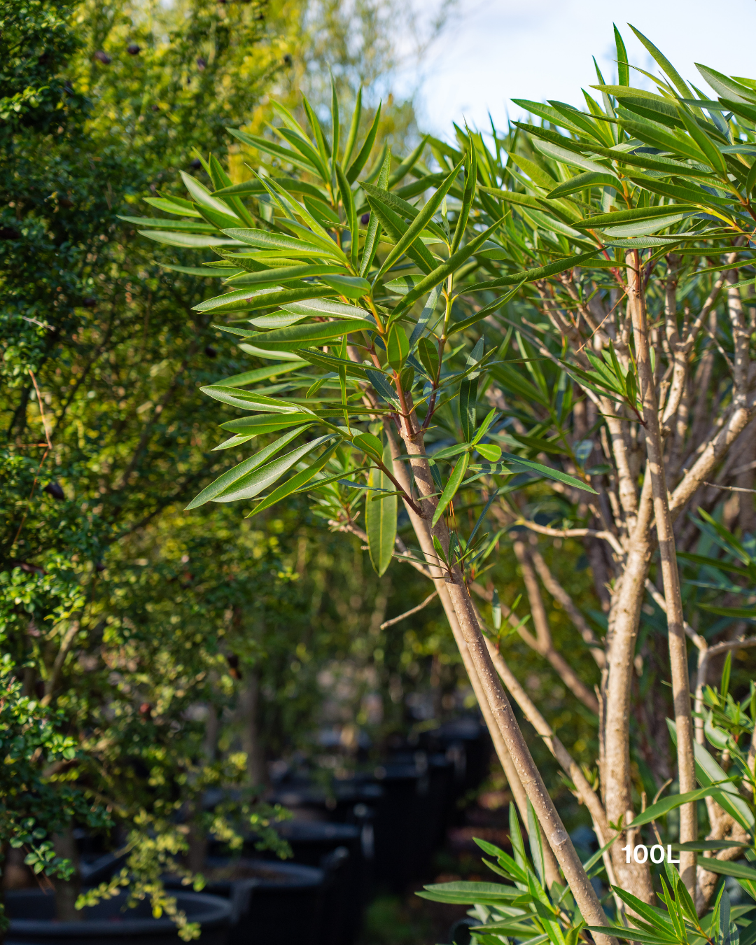 Nerium oleander 'Ruby Embers' – Ruby Embers Oleander
