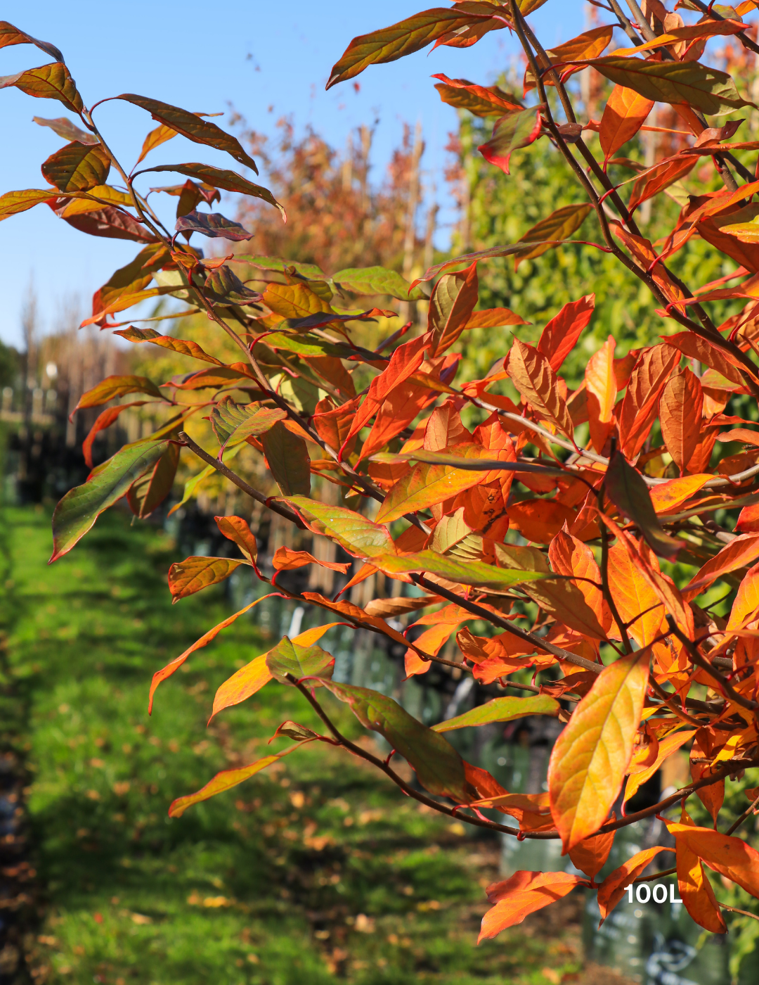 Nyssa sylvatica (Black Tupelo) - Evergreen Trees Direct