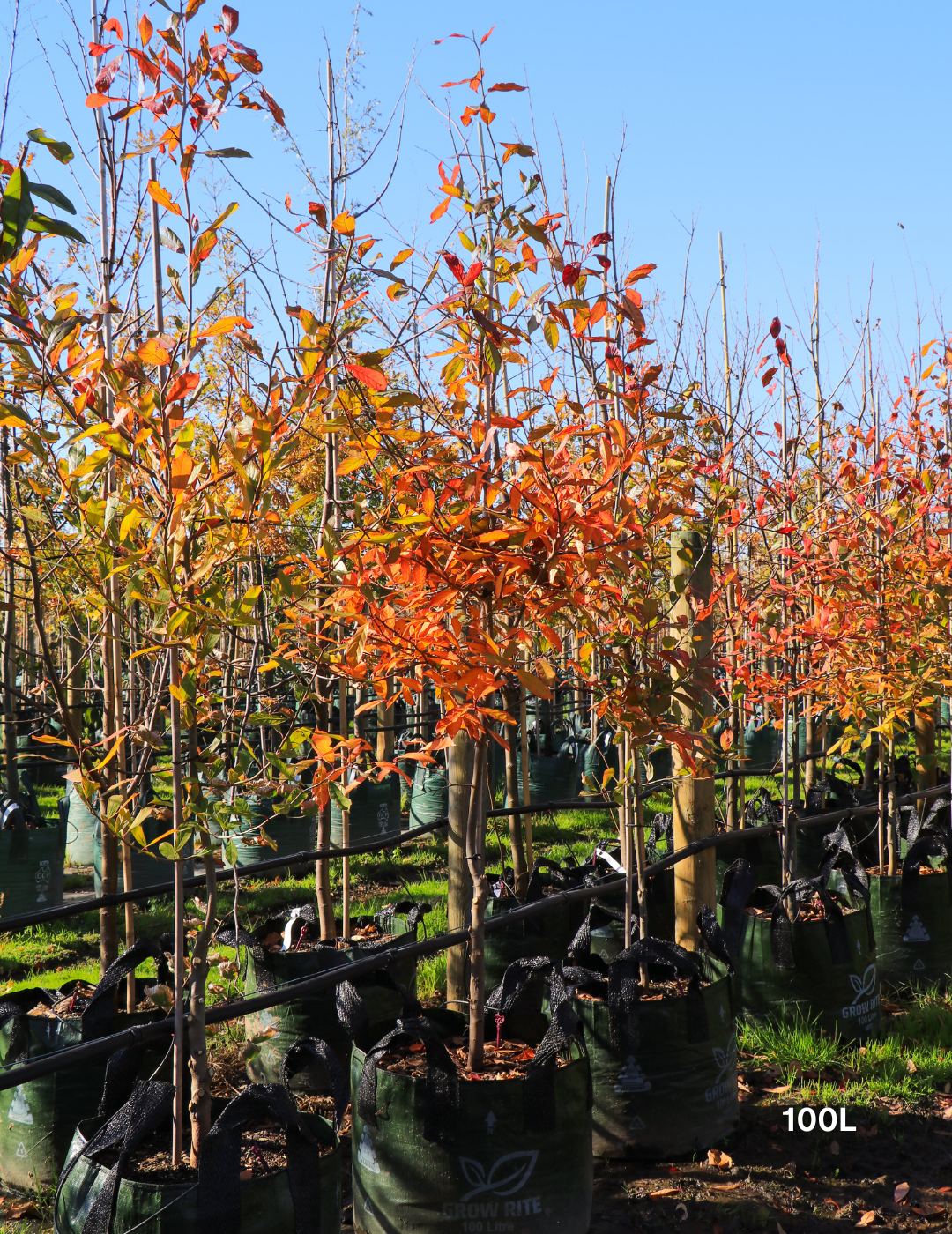 Nyssa sylvatica (Black Tupelo) - Evergreen Trees Direct