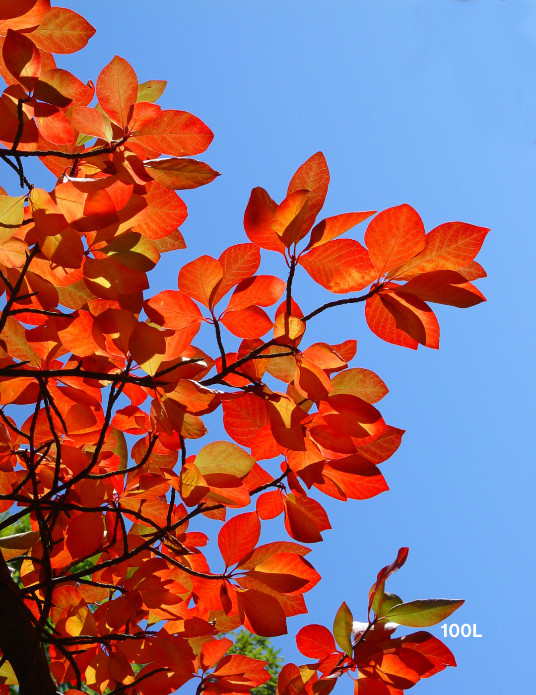 Nyssa sylvatica (Black Tupelo) - Evergreen Trees Direct