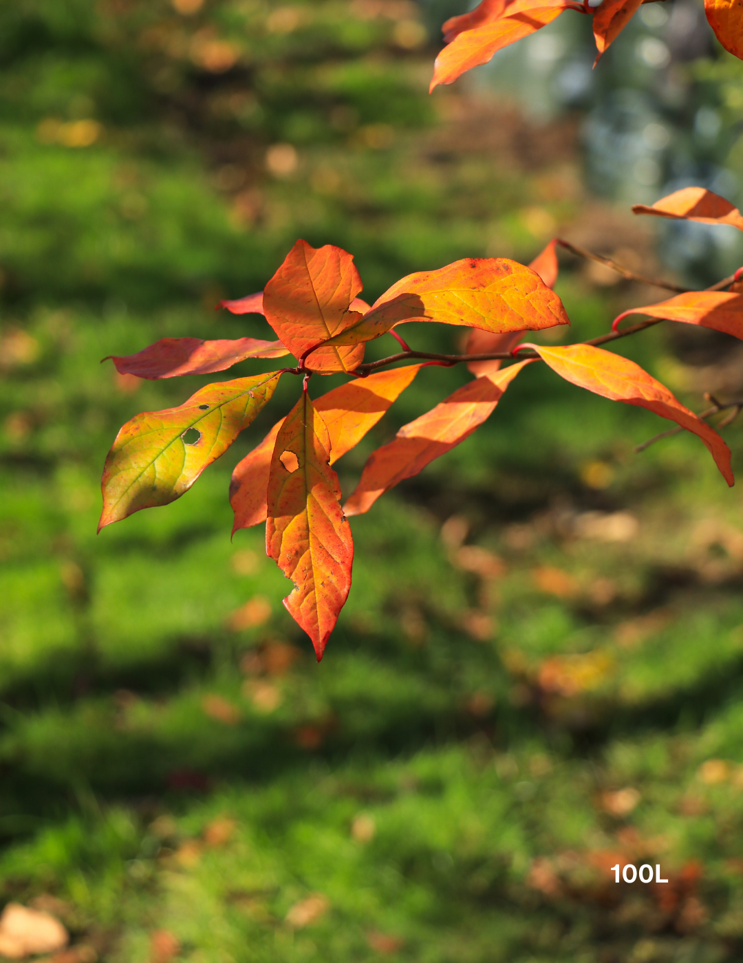 Nyssa sylvatica (Black Tupelo) - Evergreen Trees Direct