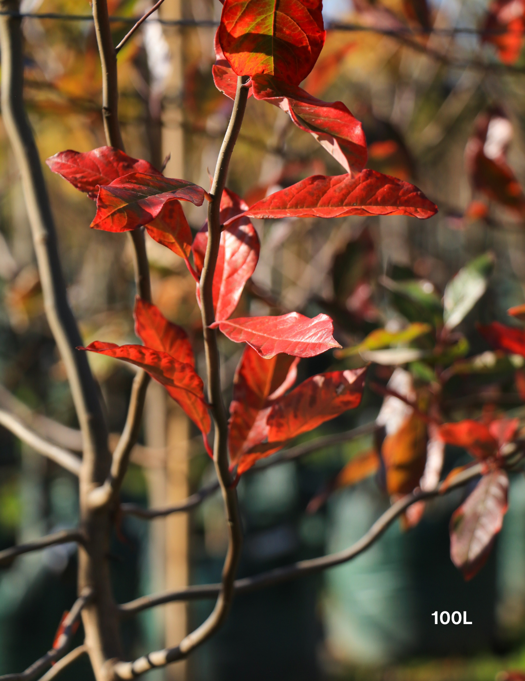 Nyssa sylvatica (Black Tupelo) - Evergreen Trees Direct