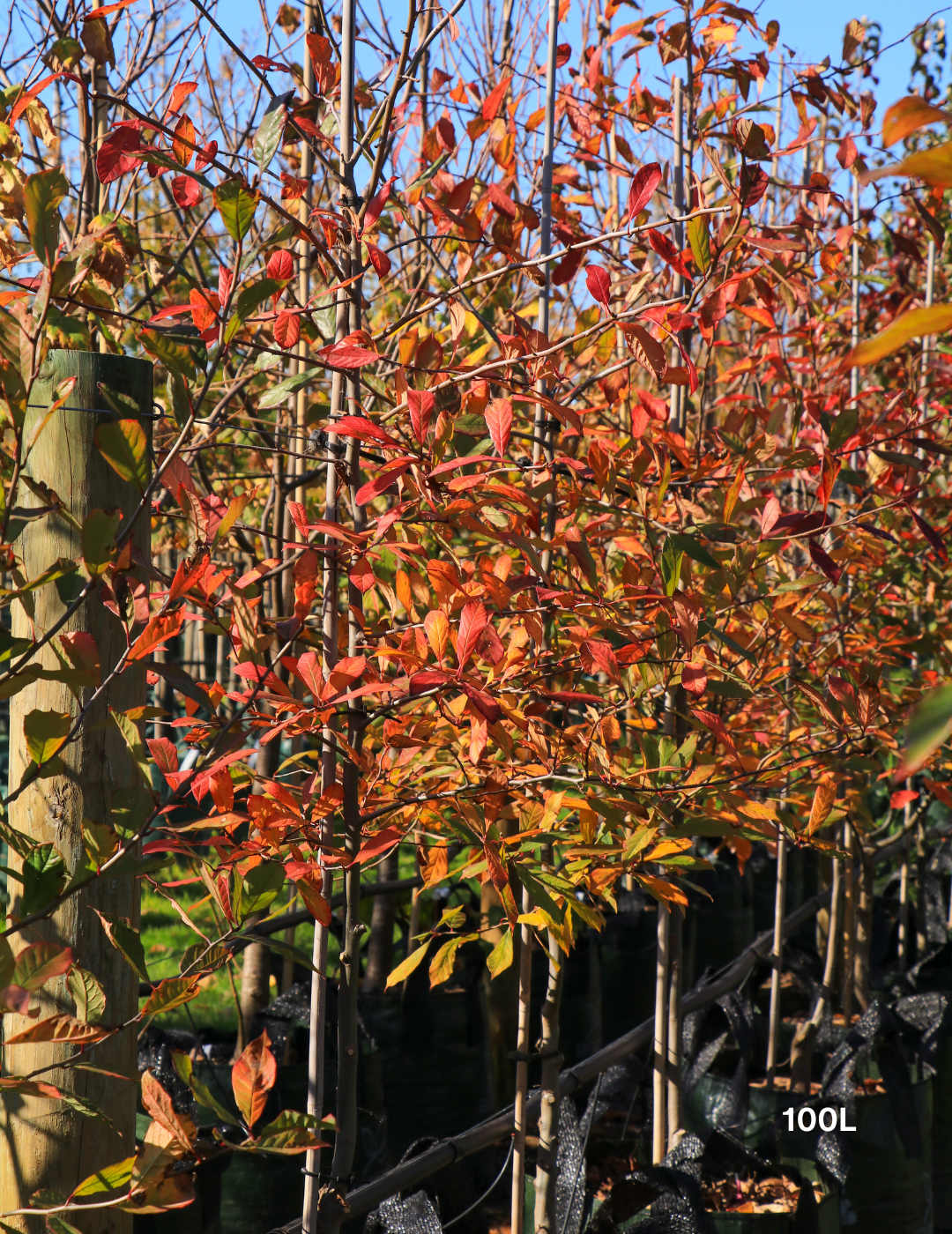 Nyssa sylvatica (Black Tupelo) - Evergreen Trees Direct